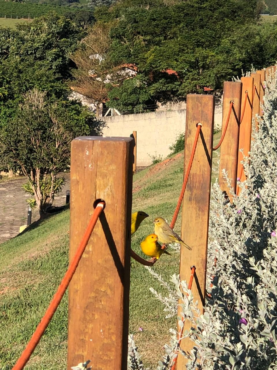 Canários da terra, os sicalis, na cerca do jardim da pousada