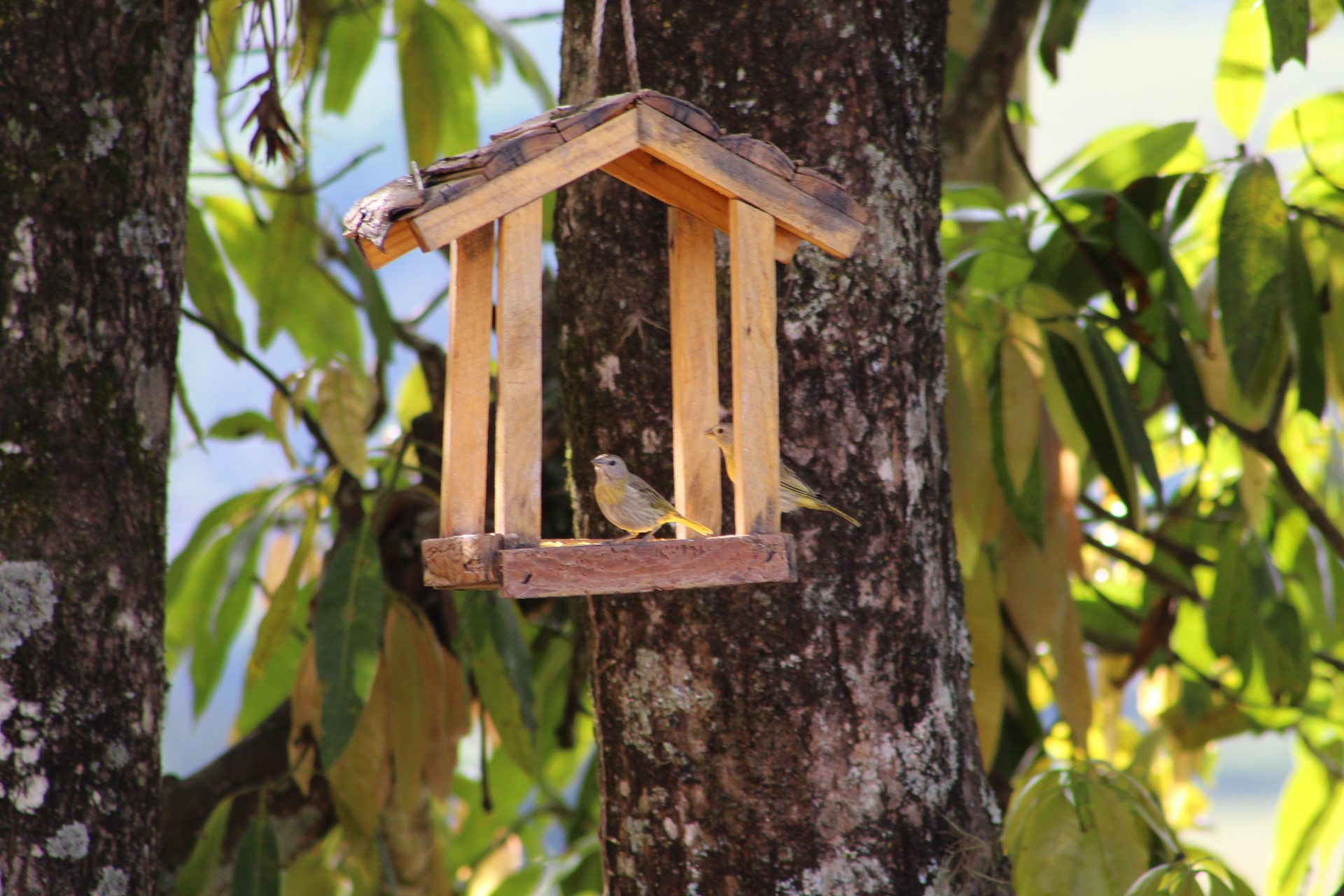 Casinha de passarinho com sicalis no jardim da Pousada Serra dos Sicalis, em Serra Negra SP